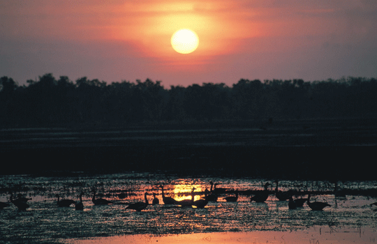 Yellow Water