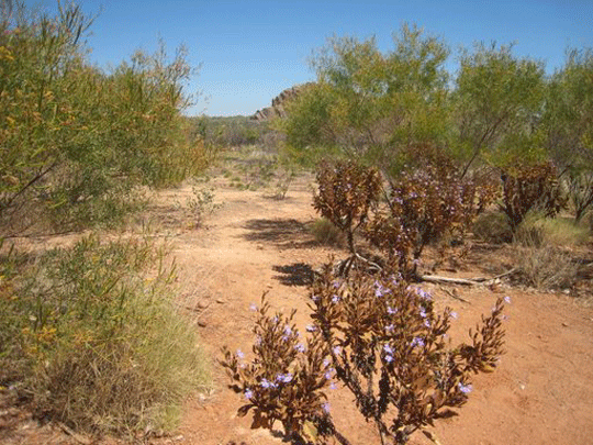 Purnulula National Park (Bungle Bungle)