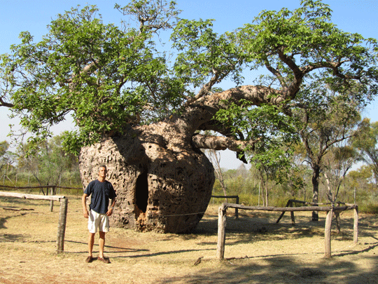 A boab tree - from Tunnel Creek region eaxample only