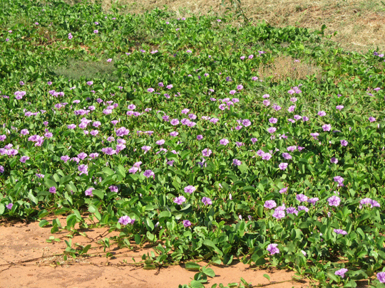 Broome wildflowers