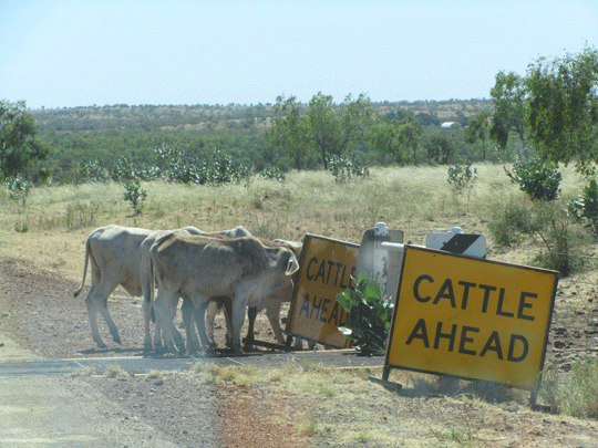 Kimberley Cattle ahead