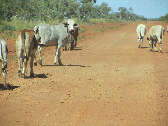 Gibb River Road