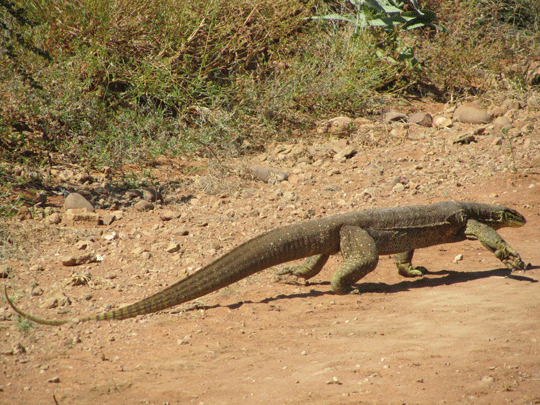 Monitor near Tunnel creek