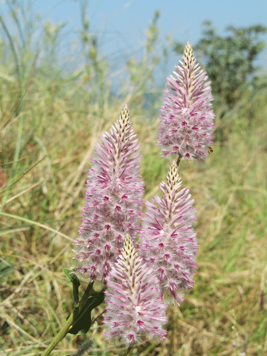 Broome wildflowers