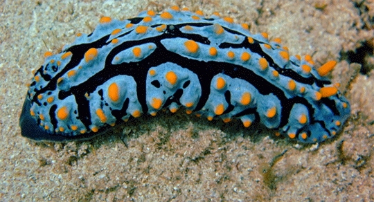 Photo's Ningaloo Reef Region supplied by friends