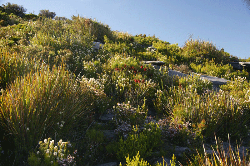 Australia Stirling Ranges wildflowers holiday