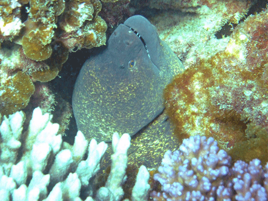 Photo's Ningaloo Reef Region supplied by friends