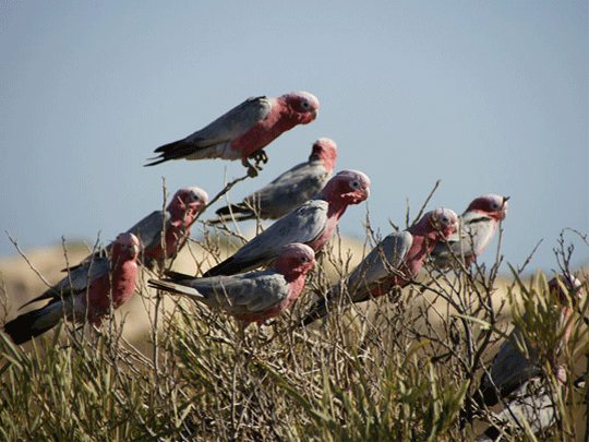 Photo's  Ningaloo area - Exmouth Beach Region supplied by friends