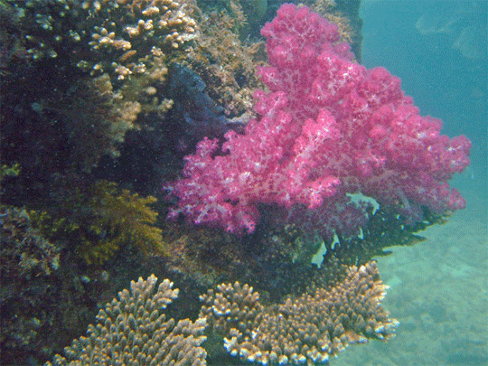 Photo's Ningaloo Reef Region supplied by friends