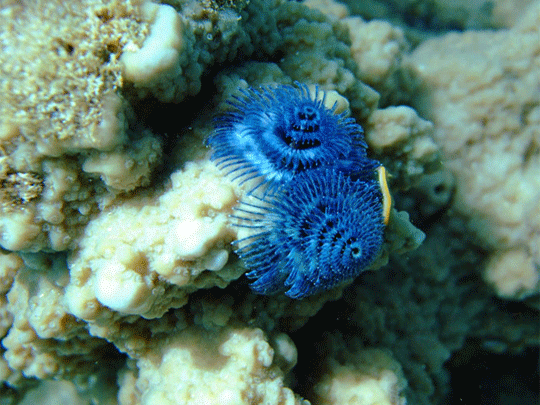 Photo's Ningaloo Reef Region supplied by friends