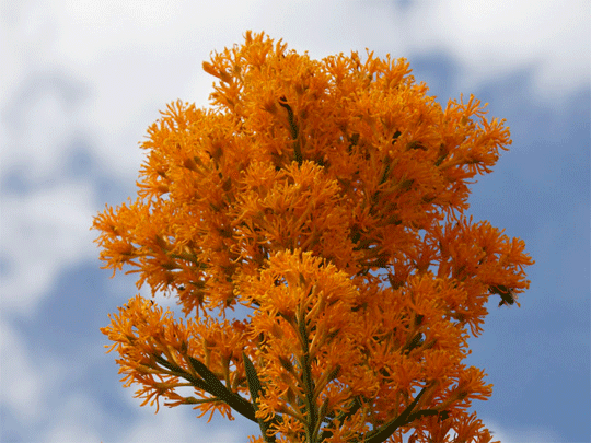 Australia Stirling Ranges wildflowers holiday