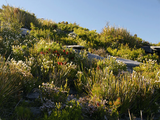 Australia Stirling Ranges wildflowers holiday