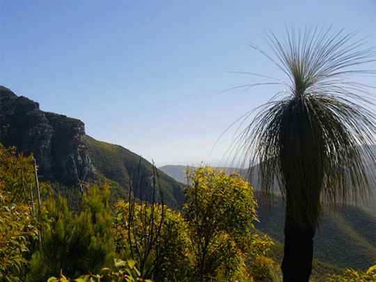 Australia Stirling Ranges - finding palms in Stirling Ranges holiday