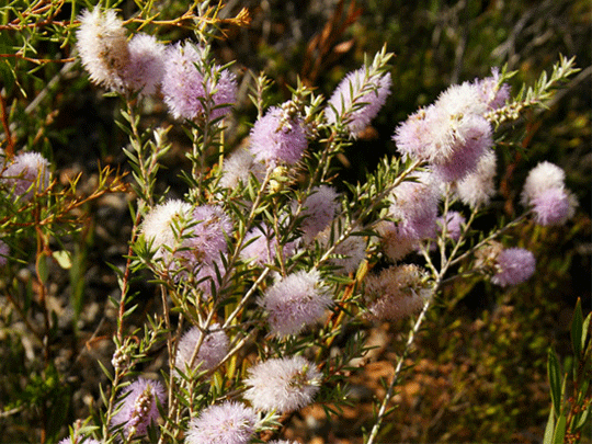Australia Stirling Ranges wildflowers holiday