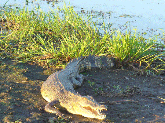 crocodile