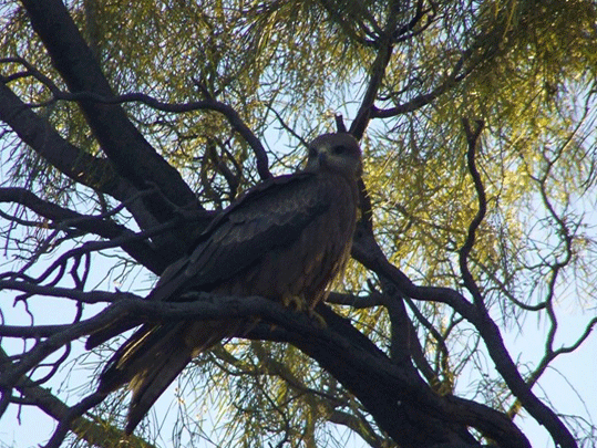 Tanami Road - birding