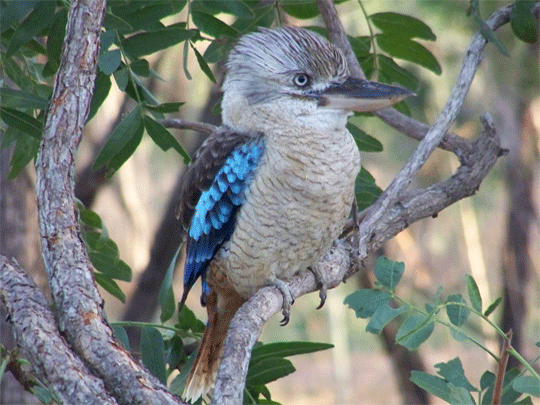 Tanami Road - birding