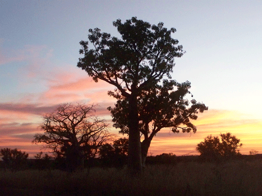 Tanami Road 