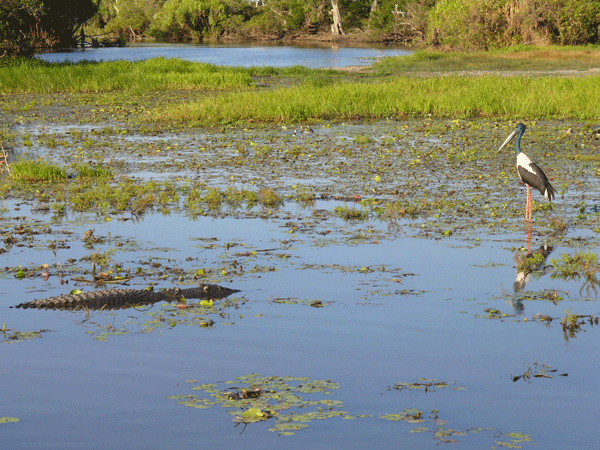 Kakadu