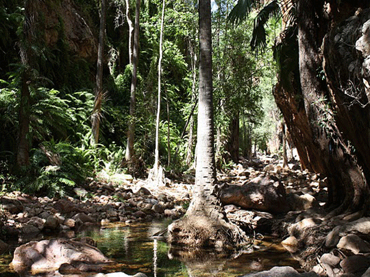 bungle bungles creek afox