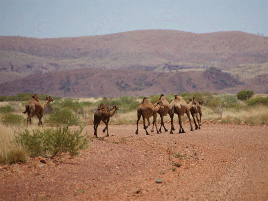 camels in Marble bar western australia