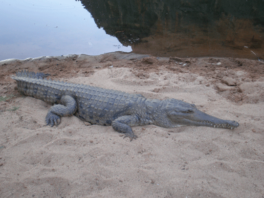 Windjana Gorge aligators - mbouwer 2008